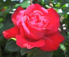 Троянда Dame de Coeur (Дам де Кьор)
