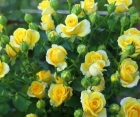 Троянда Dorola (Дорола)