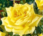Троянда Landora (Ландора)