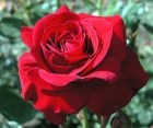 Троянда Nina Weibull (Ніна Вейбл)
