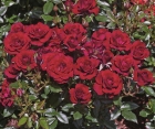 Роза Red Det (Ред Дет) Роза Red Det (Ред Дет)
