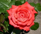 Роза Holstein Perle (Жемчужина Гольштейна)