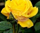 Троянда Papilon (Папілон)