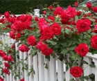 Роль плетистых роз в вертикальном озеленении.