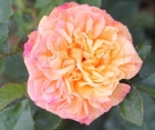 Троянда Aloha (Алоха)