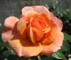 Троянда Aprikola (Апрікола)