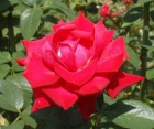 Троянда Grande Amore (Гранд Аморе)