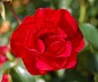 Троянда Rotilia (Ротилія)