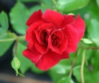 Троянда Rotilia (Ротилія)