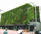 Зеленые стены будут регулировать ливневые осадки.