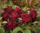Троянда Claret Pixie (Кларет Піксі)