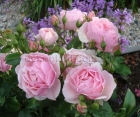 Роза Morsdag Pink (Морсдаг Пинк)