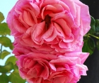 Роза Aloha (Алоха)