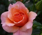 Роза Aprikola (Априкола)