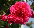 Роза Laguna (Лагуна)