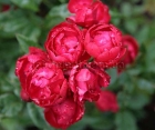 Роза Morsdag Red (Морсдаг Ред)