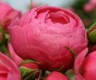 Роза Pomponella (Помпонелла) 