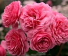 Роза Pomponella (Помпонелла) 