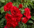 Роза Rotilia (Ротилия)