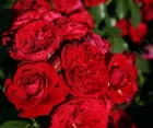 Роза Rotkappchen (Роткепчен)