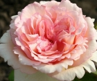 Роза Souvenir de Baden-Baden (Сувенир де Баден-Баден)