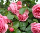 Основні добрива для саджанців троянд, ефект який вони стимулюють та час внесення різних добрив.