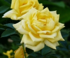 Троянда Berolina (Бероліна)