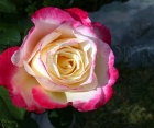 Троянда Double Delight (Дабл Делайт)