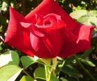 Троянда Litke (Літке)