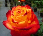 Троянда Mein Munchen (Мейн Мюнхен)