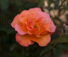 Троянда Metanoja (Метанойя)