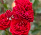 Троянда Mushimara (Мушімара)