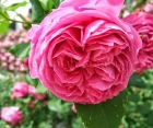Роза Pink Mushimara (Пинк Мушимара)