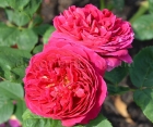 Троянда Pink Mushimara (Пінк Мушімара)
