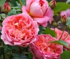 Роза Pink Mushimara (Пинк Мушимара)