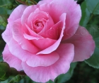 Троянда Bonica (Боніка)