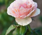 Троянда Souvenir de Baden-Baden (Сувенір де Баден-Баден)