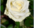 Троянда Sweet Avalanche (Свит Аваланж)
