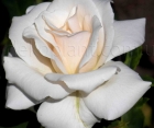 Троянда White Symphony (Уайт Симфонія)