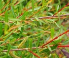 Декоративний листяний кущ Salix purpurеа (Верба пурпурова)