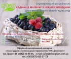 Сертифіковані саджанці малина та чорної смородини для комерційного виробництва ягід.