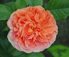Роза Chippendale (Чипендейл)