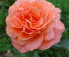 Троянда Belvedere (Бельведере)