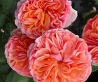 Троянда Chippendale (Чіпендейл)