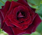 Троянда Кларет Піксі (Claret Pixie) Троянда Кларет Піксі (Claret Pixie)