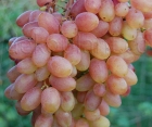 Виноград Прєображеніє