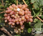 Виноград Прєображеніє
