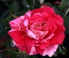 Троянда Papageno (Папагено)