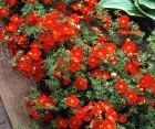 Квітучий кущ Potentilla Fruticosa Red Jocker (Квітучий кущ Лапчатка Ред Джокер) Квітучий кущ Potentilla Fruticosa Red Jocker (Квітучий кущ Лапчатка Ред Джокер)