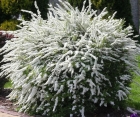 Квітучий кущ Spiraea cinerea Grefsheim (Спірея сіра Грефшейм )